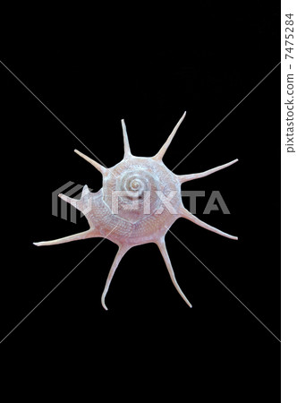 Sea shell 7475284