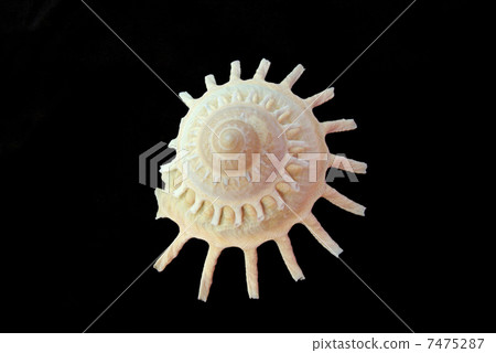 Sea shell 7475287