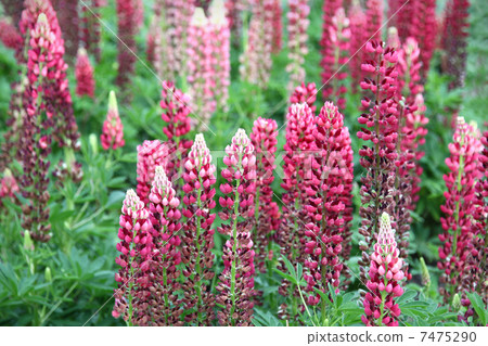 Flowers of lupine Flowers of lupine 7475290