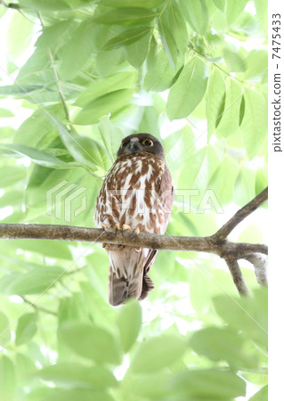 Ao bazook male 7475433