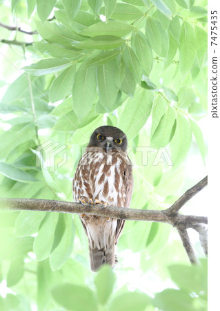 Ao basketball 7475435