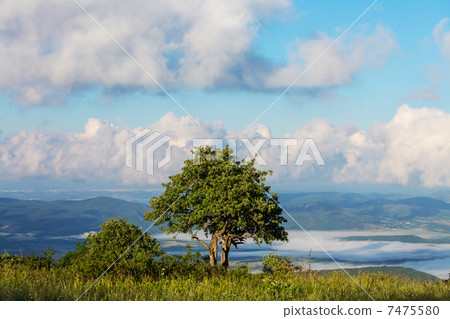 Summer meadow Summer meadow 7475580