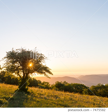 Summer meadow 7475582