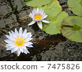 Water lily 7475826