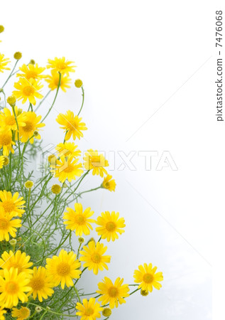 Moist and blooming Dysodia 7476068