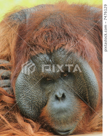 Male of large orangutan 7476129