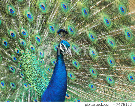 美麗的鳥孔雀 7476133