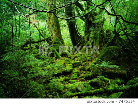 Mononoke forest 7476134