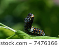 Stag beetle larva 7476166