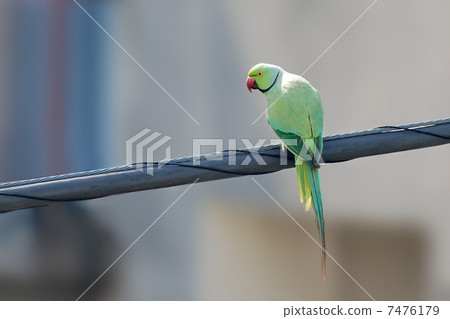 東京的野鳥綠色斑點角鯊長尾小鸚鵡 7476179