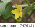 Cucumber female flower 7476181