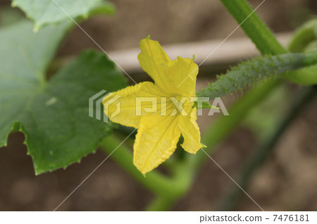 Cucumber female flower 7476181