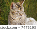 老虎貓 7476193