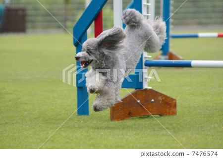 跳躍酒吧的玩具獅子狗 跳躍酒吧的玩具獅子狗 7476574