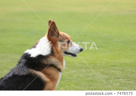 配置文件Corgi 配置文件Corgi 7476575