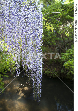 Kenzai寺的紫藤 7476687