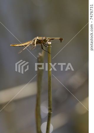 Bekko dragonfly 7476731