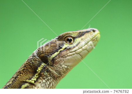 日本假名蛇 7476782