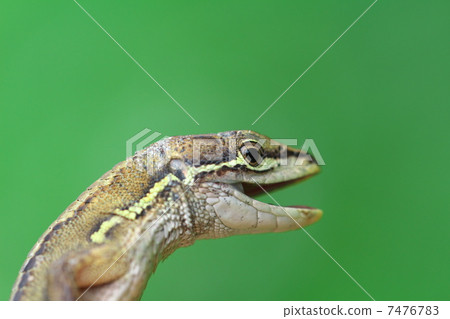 Japanese kana snake 7476783