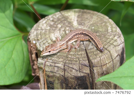 日本假名蛇 7476792