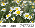 One Wild Camomiles Close Up 7477232