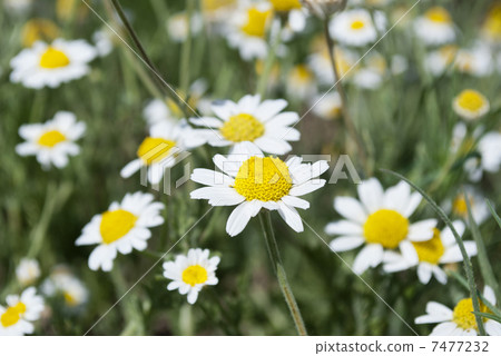 One Wild Camomiles Close Up One Wild Camomiles Close Up 7477232