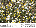 wild camomiles close up 7477233