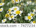 wild camomiles close up 7477234