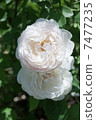 Two White Roses 7477235
