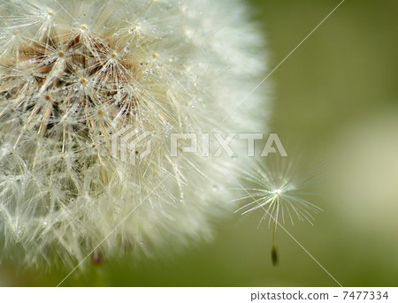 蒲公英的角落頭髮 7477334