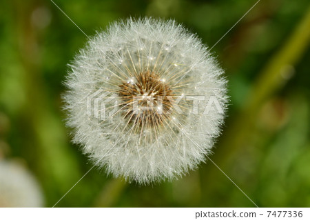 蒲公英的角落頭髮 7477336
