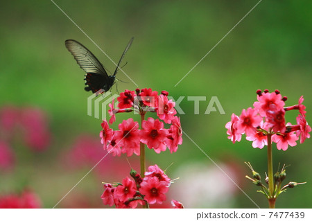 A crow swallowing a honey of Clinch 7477439