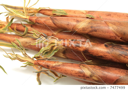 Bamboo shoot Bamboo shoot 7477499