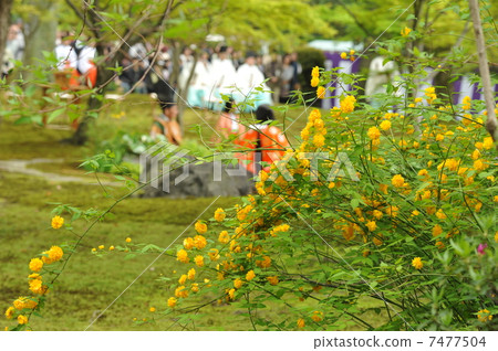 城堡的春天在京都城南 7477504