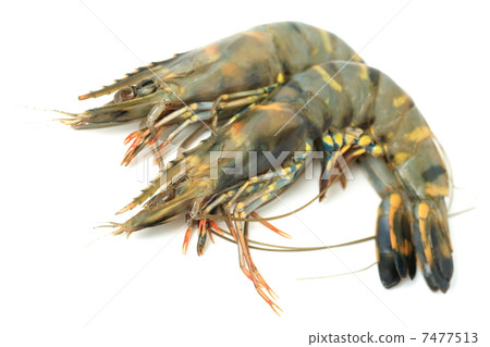 蝦 蝦 7477513