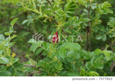 Buds of a caterpillar 7477663