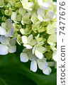 hydrangea   7477676