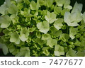 hydrangea   7477677