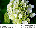 hydrangea   7477678