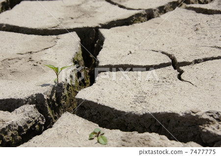 June Earth and soil 27 Cracks and buds June Earth and soil 27 Cracks and buds 7477775