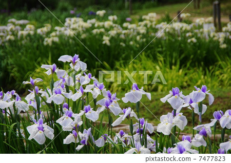June flower Hana shabu Iridaceae 214 June flower Hana shabu Iridaceae 214 7477823