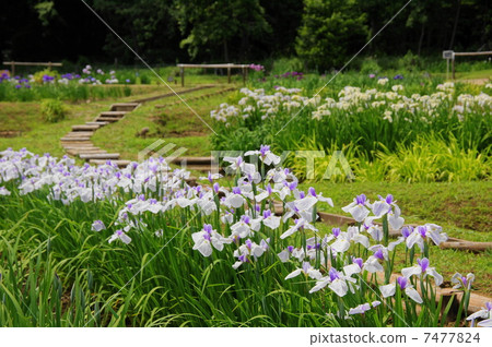 六月花Hana shabu Iridaceae 213 六月花Hana shabu Iridaceae 213 7477824
