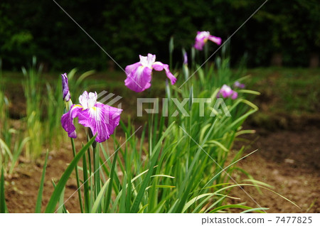 六月花Hana shabu Iridaceae 212 六月花Hana shabu Iridaceae 212 7477825
