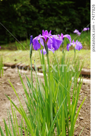 六月花Hana shabu Iridaceae 211 六月花Hana shabu Iridaceae 211 7477826