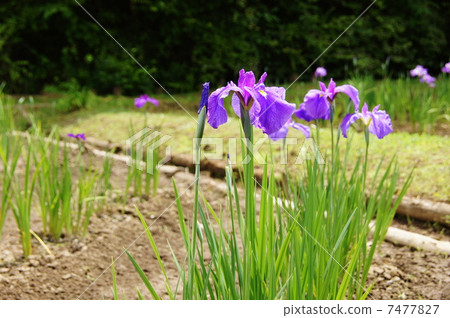 六月花Hana shabu Iridaceae 210 六月花Hana shabu Iridaceae 210 7477827