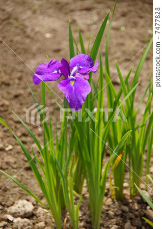 六月花Hana shabu Iridaceae 209 六月花Hana shabu Iridaceae 209 7477828