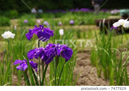 六月花Hana shabu Iridaceae 208 六月花Hana shabu Iridaceae 208 7477829
