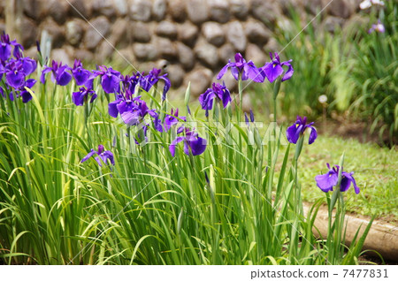 六月花Hana shabu Iridaceae 206 六月花Hana shabu Iridaceae 206 7477831