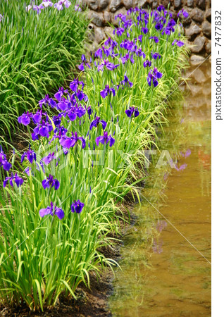 六月花Hana shabu Iridaceae 205 六月花Hana shabu Iridaceae 205 7477832