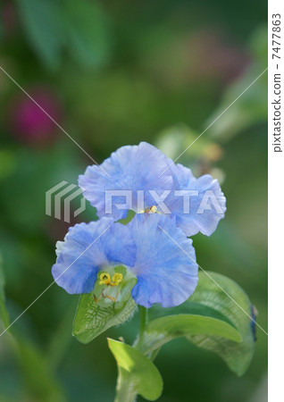 I am a big hat flower boy. It is big grass. 7477863
